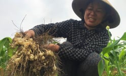 Loại củ thơm lừng, chuyên hãm 'chất tanh' đang rớt giá thê thảm, dân một xã ở Nghệ An buồn rười rượi