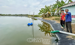 Mảnh đất phèn trũng ở Cà Mau giờ thành 'mỏ bạc' nhờ nuôi tôm, lão nông bỏ ngay 1 tỷ làm lộ bê tông
