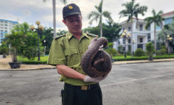 Thả 42 cá thể động vật hoang dã về tự nhiên, có tê tê thuộc nhóm danh mục động vật rừng nguy cấp quý hiếm