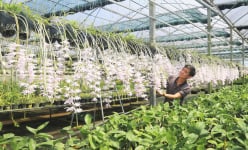 'Thủ phủ' hoa lan rừng ở Lâm Đồng, vô vườn thấy bông tuôn như suối, ra ngõ đụng tỷ phú