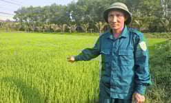 Ông nông dân Quảng Bình chia sẻ kinh nghiệm bón phân gà trên ruộng lúa để chuột không tới cắn phá