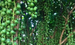 Đất nhiễm phèn ở vùng Đồng Tháp Mười của Long An, dân trồng đặc sản, cây thấp tè trái quá trời