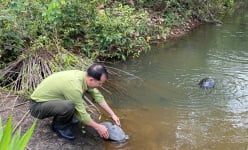 Vô một khu rừng nổi tiếng Bình Dương thấy ngành chức năng đang thả 2 con động vật to bự, một con đang bơi