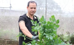 Trồng rau kiểu gì mà một HTX ở Hà Nam bán thành công vào siêu thị, bán sang tận Nhật Bản?