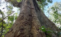 Một khu vườn ở Bình Định mọc toàn cây cổ thụ, dân cả làng coi như 'rừng cấm', đó là cây gì vậy?
