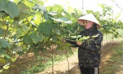 Nông dân Cao Bằng xây dựng nhiều mô hình hiệu quả từ nguồn vốn Quỹ Hỗ trợ nông dân
