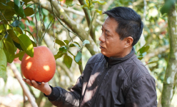 Bố ruột để lại cho 2 cây đặc sản 'tiến vua', ngày nay ông nông dân Thanh Hóa này làm ra gần nửa tỷ/năm