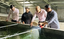 Tỷ phú Ninh Bình là các nông dân nuôi thành công 'con ông ăn bà khen' bán giống, thu 1-2 tỷ/năm