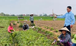Trồng loài cây là vị thuốc giúp lưu thông khí huyết, một hợp tác xã của tỉnh Thái Bình thu 20 tỷ đồng/vụ