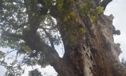 Hãy cứu hai cây Gòn cổ ở đình làng Vinh Thạnh… 