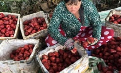 Nông dân Cần Thơ làm giàu nhờ trái mận