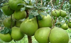 Nức danh bưởi 'tứ tuyệt' Tân Triều, đặc sản đất Đồng Nai