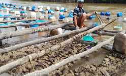 Nuôi kiểu mới, thợ khai thác hàu nơi chót mũi Cà Mau 'nhàn tênh'