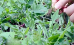 Rau cải 'lạ' ở Bến Tre: Cải mặt trăng, cải trời, cải đuôi phụng...