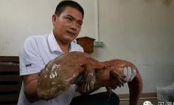 Thịt 'quái vật bò ngang đường': 10 nhà hàng nơi này đều có oa oa ngư