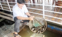 Nuôi cá hô đặc sản trong bè, cuối năm nông dân hốt bạc, ăn Tết to