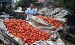 Chuyện lạ đời ở Nghệ An: Nông dân khóc ròng vì cà chua... được mùa