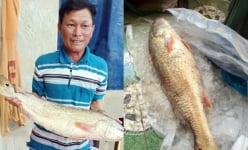 Cá lạ Quảng Ngãi nghi sủ vàng trả 150 vẫn chưa muốn bán