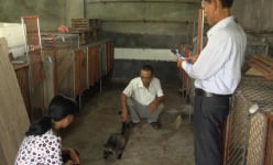 Nuôi loài ngày ngủ đêm mò dậy đòi ăn cháo, bán 7 triệu/cặp giống