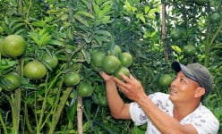 Trai miền Tây làm vườn cam sành bạc tỷ trên đất Lâm Đồng