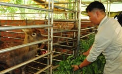 Chuyện lạ Bình Phước: Nuôi 'con đại bổ' cho nghe nhạc Bolero