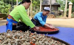 Đổi đời nhờ loài cây thân như cột nhà 'nhả' ra thứ hạt đắt như vàng