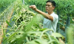 Người gieo hương vani nồng nàn trên đất Việt