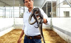 Trồng 'cây độc', nuôi 'con lạ', nhiều nông dân miền Tây hốt bạc