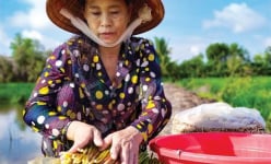 Cà Mau: Không ngờ từ đồng cỏ năn dại dân lại hưởng 'lộc trời' ban