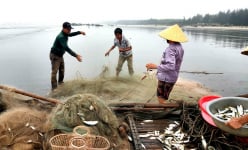 Hiếm gặp: Nhiều bè mảng kéo trúng cá rớp, bán tại chỗ 30.000 đ/kg