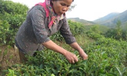 Hội Nông dân Lai Châu: Hỗ trợ nông dân tiêu thụ nông sản
