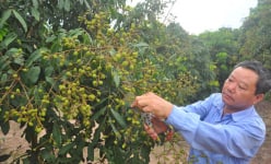 Nhãn lồng Hưng Yên: Chưa xuất khẩu cũng không lo ế 