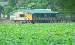 Hà Nội yêu cầu xử lý nghiêm việc lấn chiếm hồ Đầm Trị