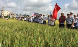 Giống lúa Kim Cương 111 khẳng định tính ưu việt