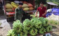 Mới nghe tưởng khùng: Bỏ nghề 'oách' vào núi trồng 5ha chuối Thái Lan