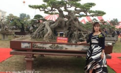Xuất hiện quái cây 'Ngọa hổ tàng long' của triệu phú đô la Phú Thọ