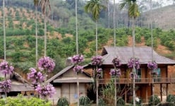 Lạ mà hay: Cho lan 'sống chung' với cây cau, ngắm hoa đẹp ngỡ ngàng