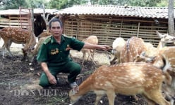 2 bàn tay trắng, cựu binh Lò Văn Lệt phất thành triệu phú nuôi hươu