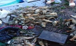 Khánh Hòa: Tôm hùm chết hàng loạt, dân vội bán tháo giá 300.000đ/kg