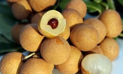 Sang Mỹ, nhãn lồng tiến vua Hưng Yên có giá tới 200.000 đồng/kg