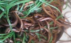 LẠ MÀ HAY: Nuôi lươn bằng giun quế, bỏ túi chục triệu/tháng