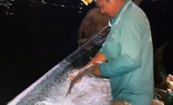 Đồng Tháp: Cả đêm náo nhiệt săn cá bông lau đặc sản dưới sông