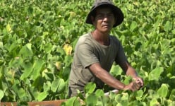 Chuyện lạ Kiên Giang: Mang rau dại thả ruộng, tốt vù vù, hái 800 ngàn/ngày