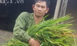 Làm giàu ở nông thôn: Cắt cỏ dại nuôi con nhiều sao mà xây nhà lầu