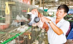 Tỷ phú An Giang tiết lộ bí quyết nuôi bồ câu lời 50 triệu/tháng