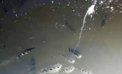 Kỳ lạ loài cá phun nước săn mồi 'bách phát bách trúng' ở Cần Thơ