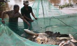 Kiên Giang: Cá đồng cạn kiệt, U Minh Thượng nuôi cá ngoại lai