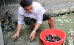 Mang 'ốc lạ' lên núi thả bể bèo, cho ăn lá cây, bán cháy hàng