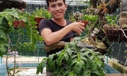 Từ giò phi điệp bạn cho, sau 4 năm làm nên vườn lan rừng tiền tỷ