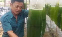 Chuyện lạ Thái Bình: Nuôi thứ nước xanh lè mà 'rót' ra trăm triệu